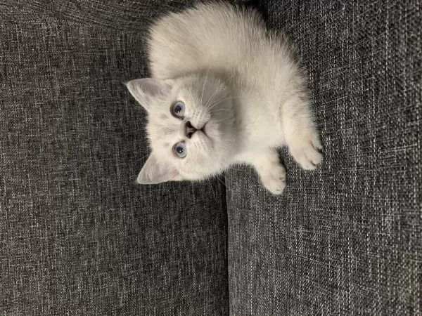 Arkadaş Canlısı Oyuncu Show Kalite British Shorthair
