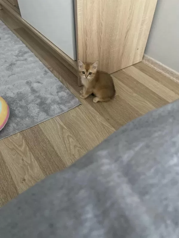 British Shorthair Yavrumuz İçin Ulaşın