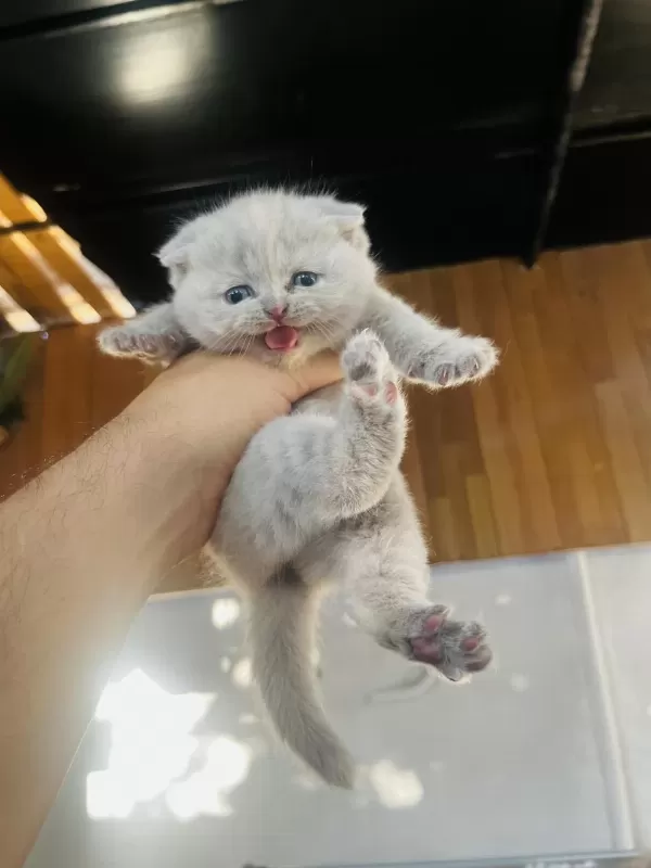 Biblo Surat Scottish Fold Bebişler