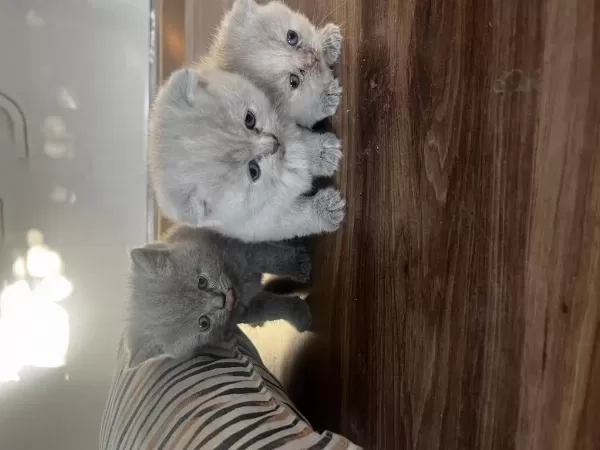 Biblo Surat Scottish Fold Bebişler