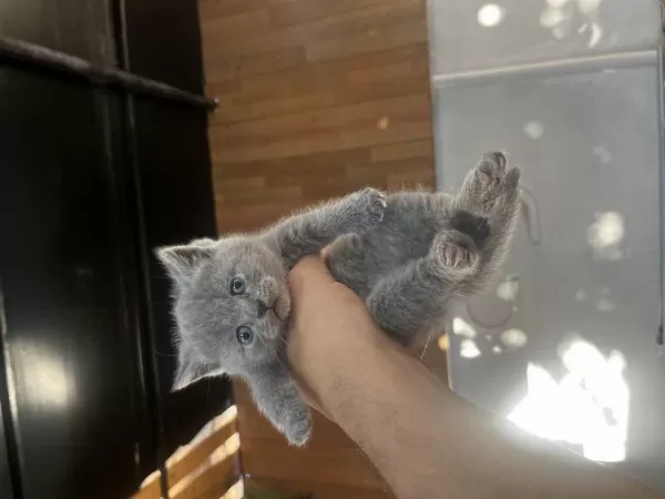 Biblo Surat Scottish Fold Bebişler