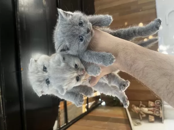 Biblo Surat Scottish Fold Bebişler