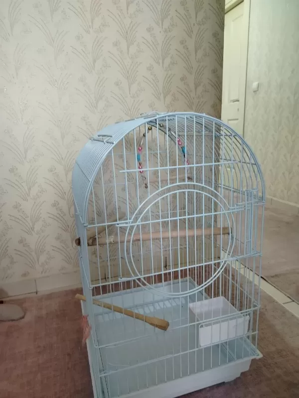 Sultan Papağanı Kızgın Dişi