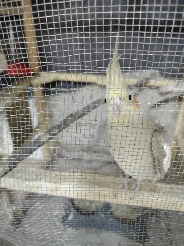 Sultan Papağanı Kızgın Dişi