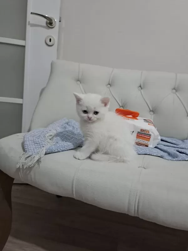 Scottish Fold Son Yavrularımız