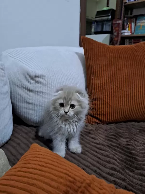 Scottish Fold Son Yavrularımız