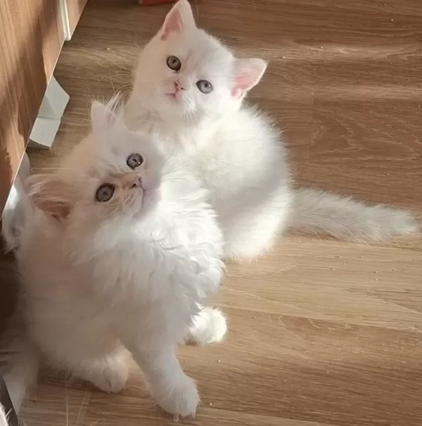 Longhair Ve Shorthair Dişi-erkek Yavru Kedilerimiz