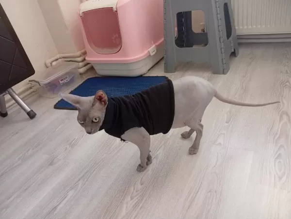Sfenks Yavrumuza Dost Arıyoruz