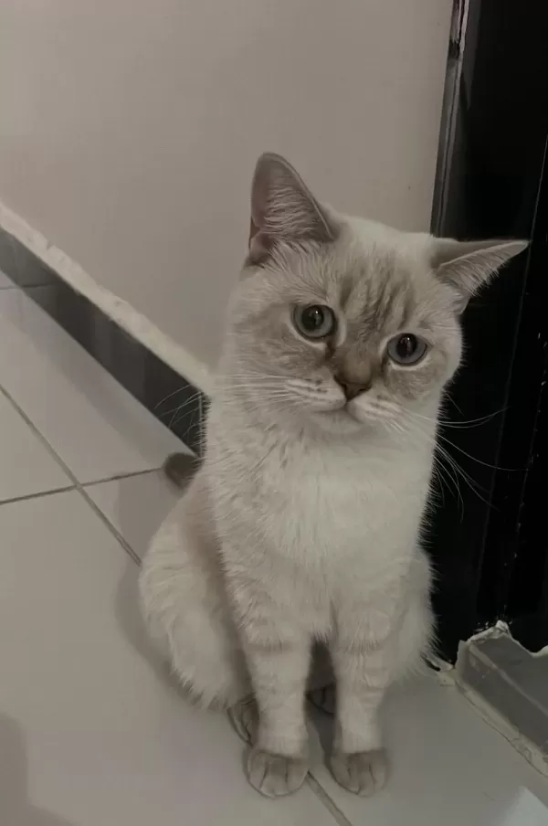 British Shorthair Yuva Arıyor