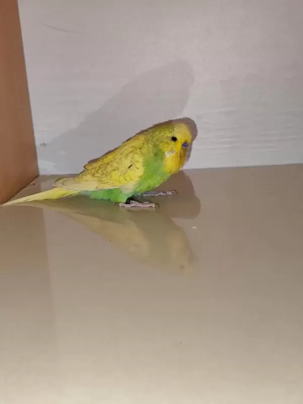 Satılık Jumbo Muhabbet Kuşumuz