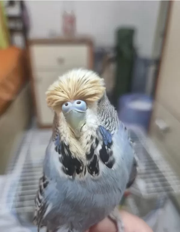 Show Jumbo Muhabbet Kuşumuz