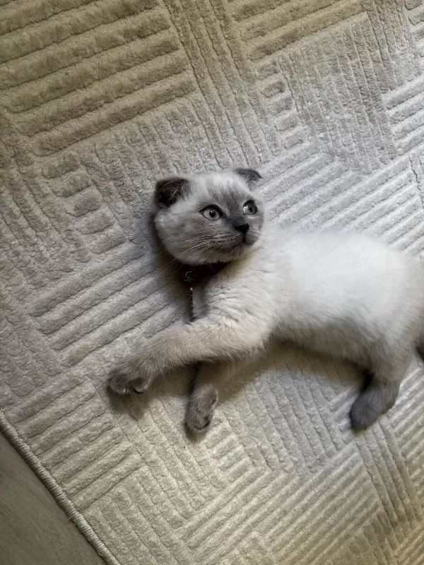 Scottish Fold Blue Point 3 Aylık Kedimiz