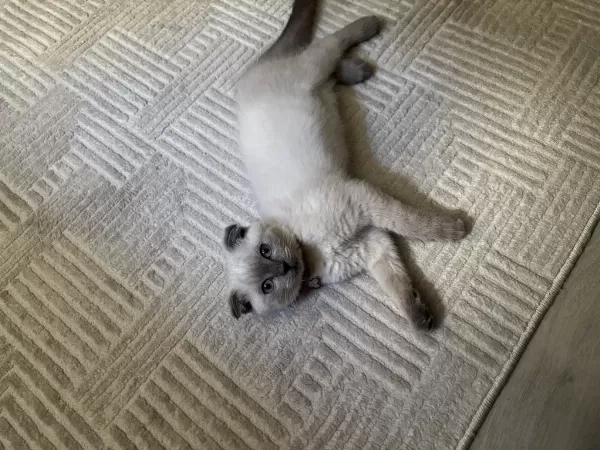 Scottish Fold Blue Point 3 Aylık Kedimiz