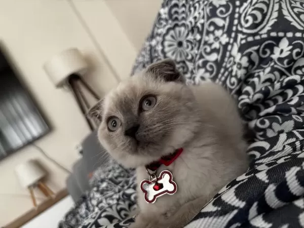 Scottish Fold Blue Point 3 Aylık Kedimiz