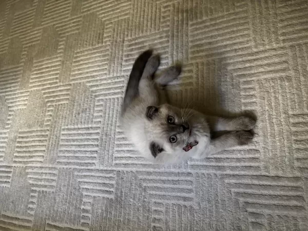 Scottish Fold Blue Point 3 Aylık Kedimiz