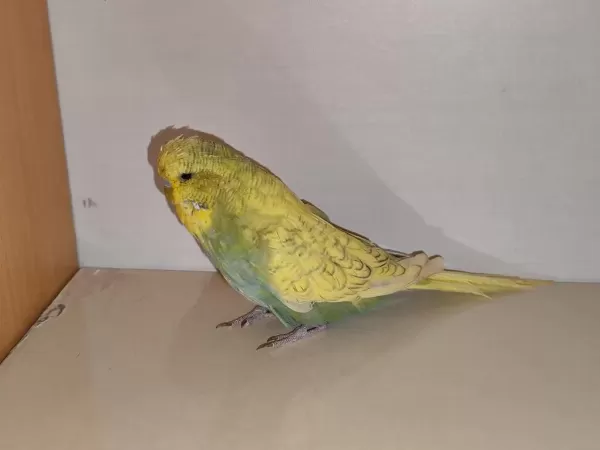 Satılık Jumbo Muhabbet Kuşu