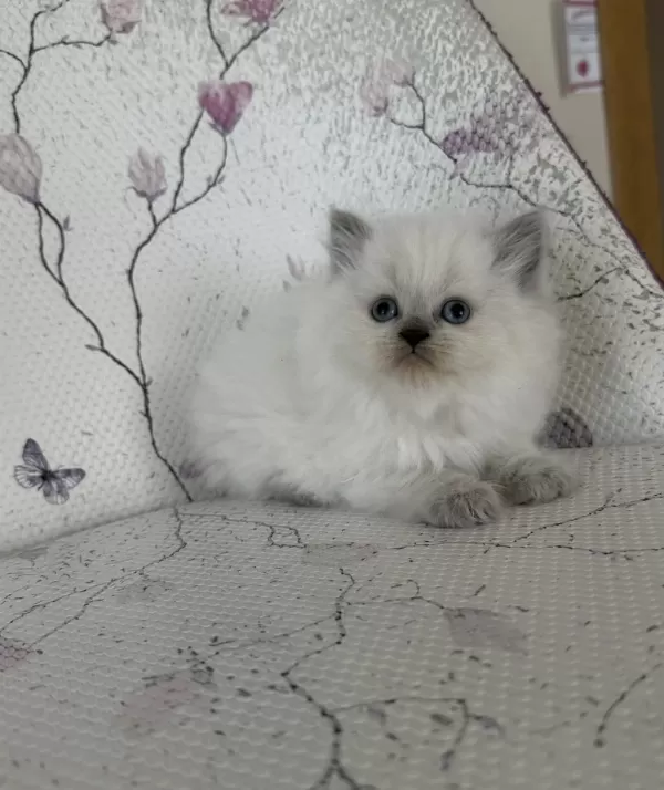 Kar Topu Yumoş British Bebek