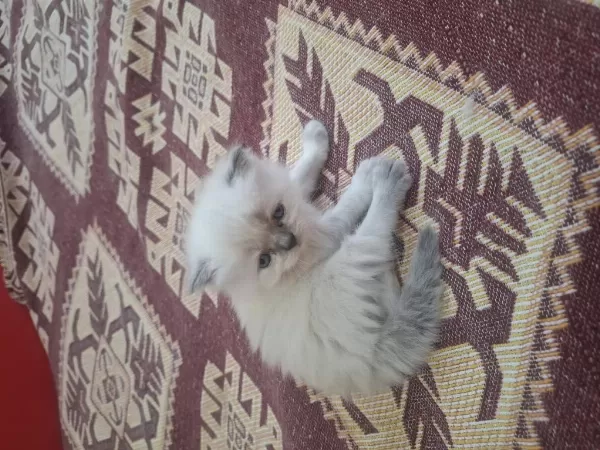 Sevimli Yavrular İran Kedileri