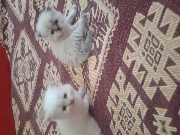 Sevimli Yavrular İran Kedileri