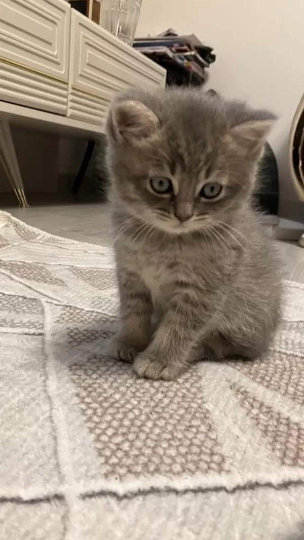 45 Günlük Gri Erkek Yavru British Shorthair