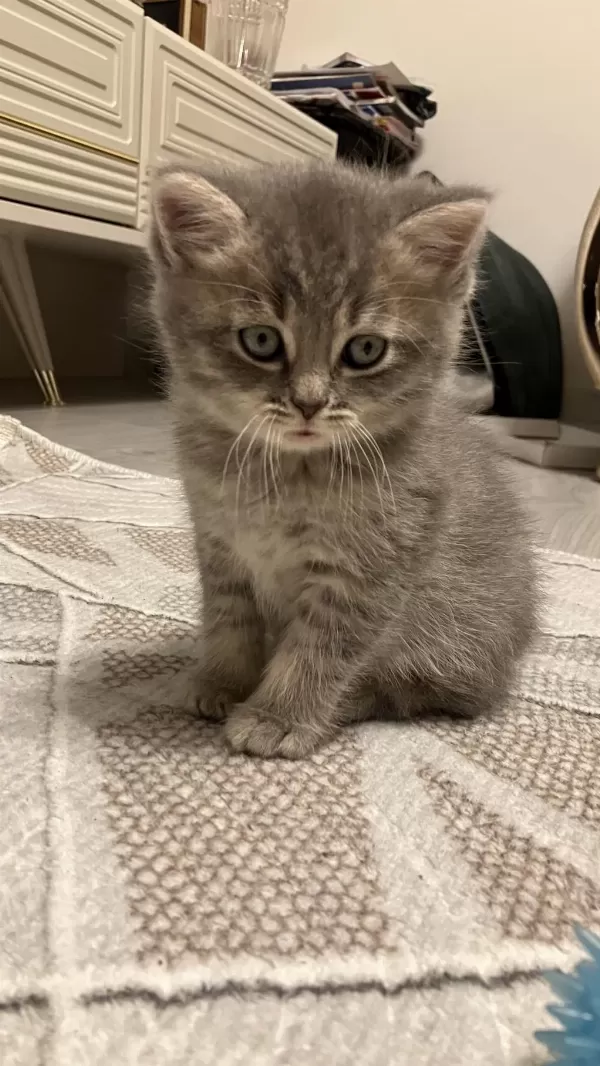 45 Günlük Gri Erkek Yavru British Shorthair