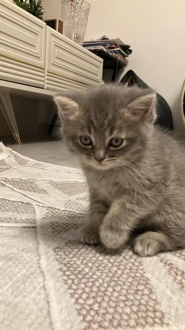 45 Günlük Gri Erkek Yavru British Shorthair
