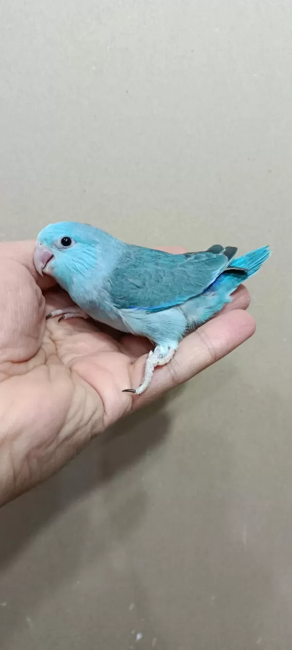 Turkuaz Mavi Erkek Forpus Bebek