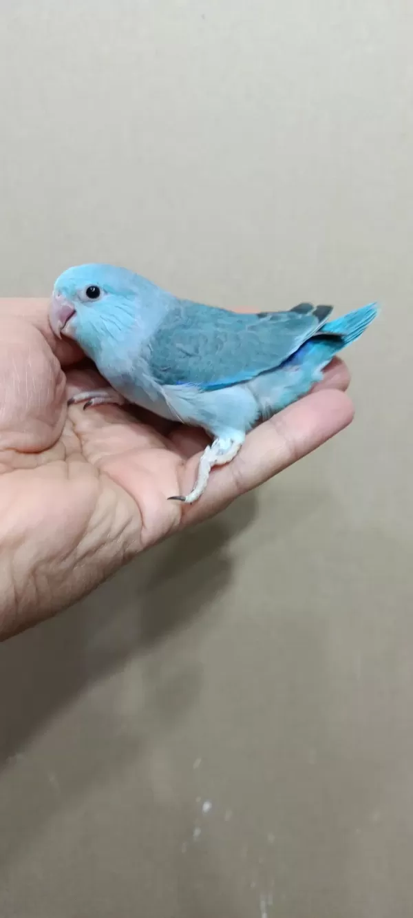 Turkuaz Mavi Erkek Forpus Bebek