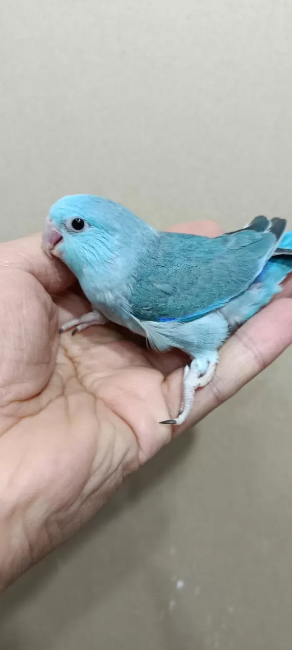 Turkuaz Mavi Erkek Forpus Bebek