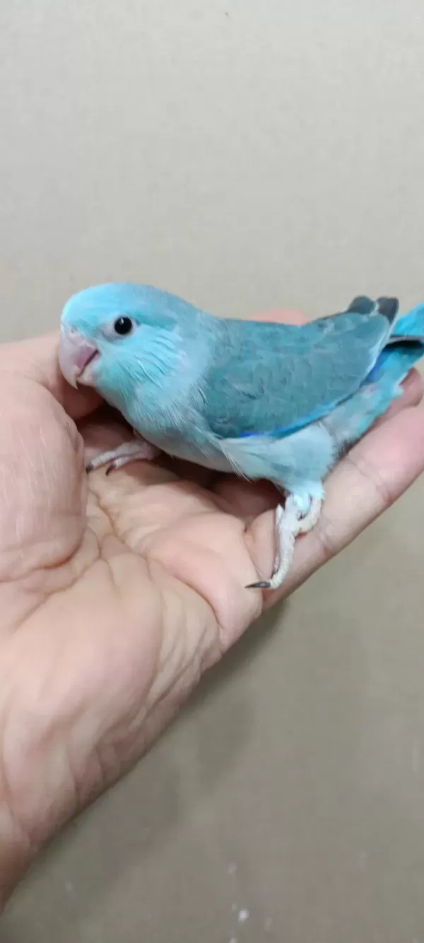 Turkuaz Mavi Erkek Forpus Bebek