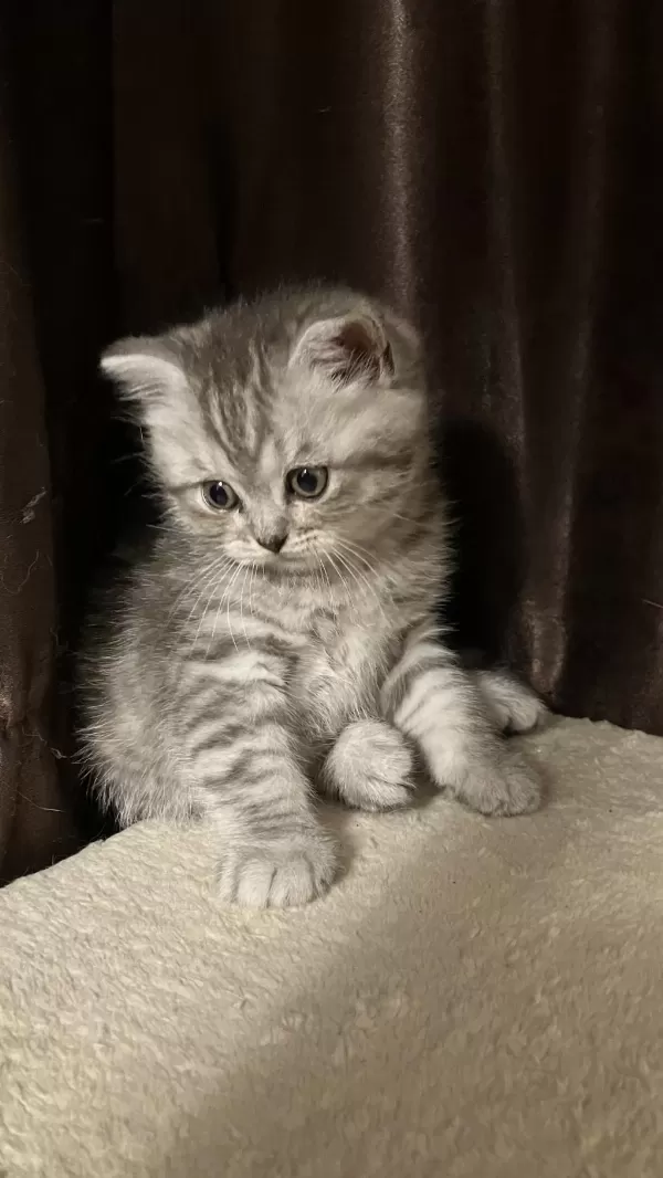 Dişi Yavru 45 Günlük British Shorthair