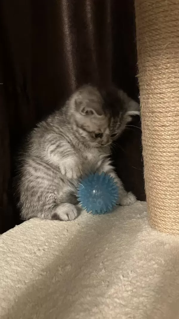 Dişi Yavru 45 Günlük British Shorthair