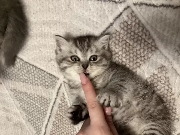 Dişi Yavru 45 Günlük British Shorthair
