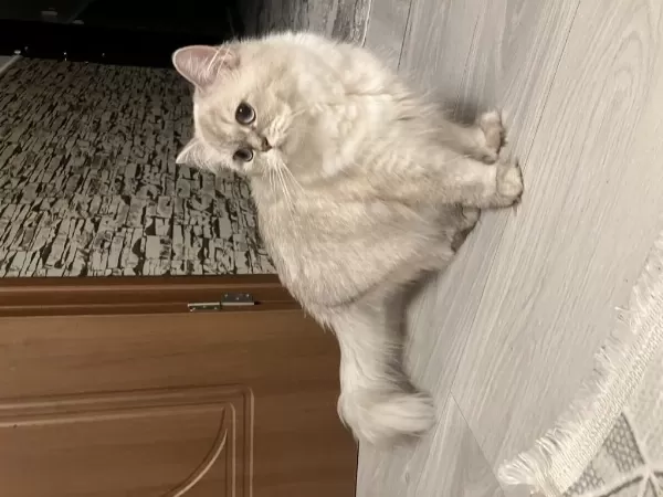 Dişi Yavru 45 Günlük British Shorthair