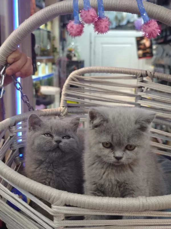 British Shorthair Ve Scottish Fold Yavrular Teslime Hazır