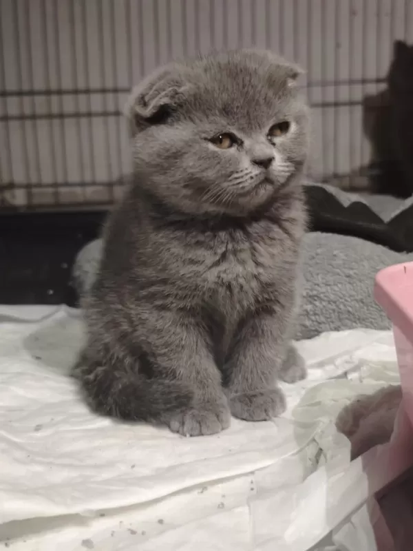 British Shorthair Ve Scottish Fold Yavrular Teslime Hazır