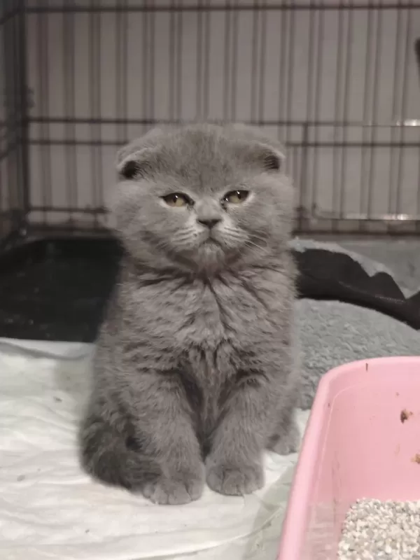 British Shorthair Ve Scottish Fold Yavrular Teslime Hazır