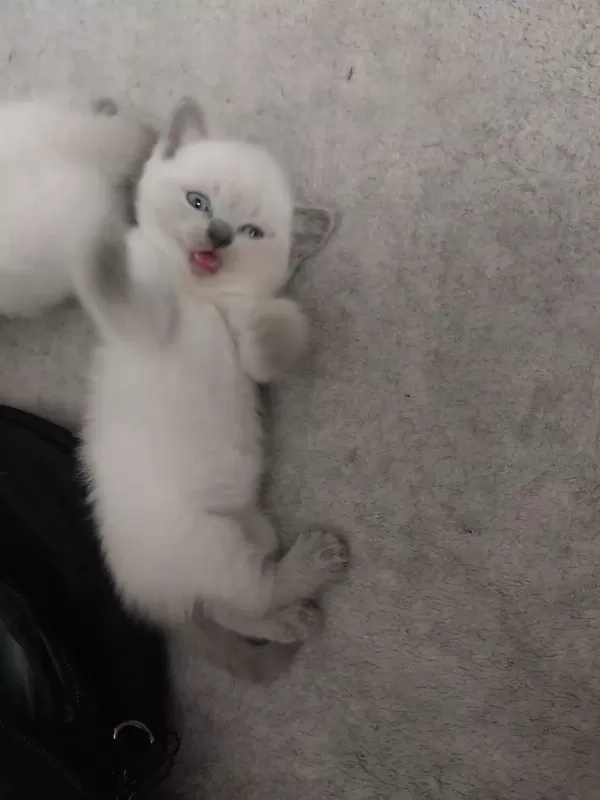 British Shorthair Yavrular Gönderim Mevcut