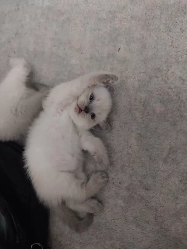 British Shorthair Yavrular Gönderim Mevcut