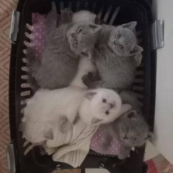 British Shorthair Yavrular İrk Sağlık Garantili