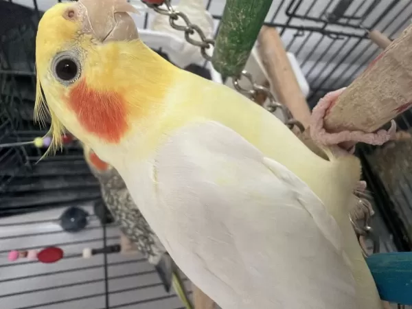 Uyumlu Çift Sultan Papağanı