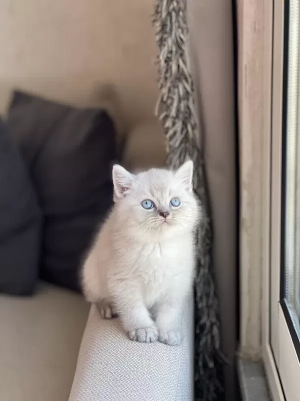 Oyuncu British Shorthair Yavrum