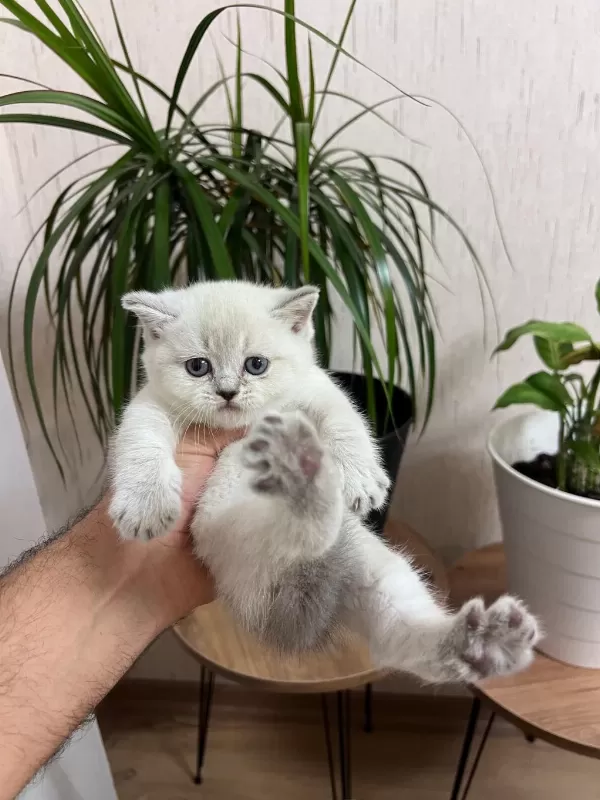 Teslime Hazir Silver Point British Shorthair Yavrum