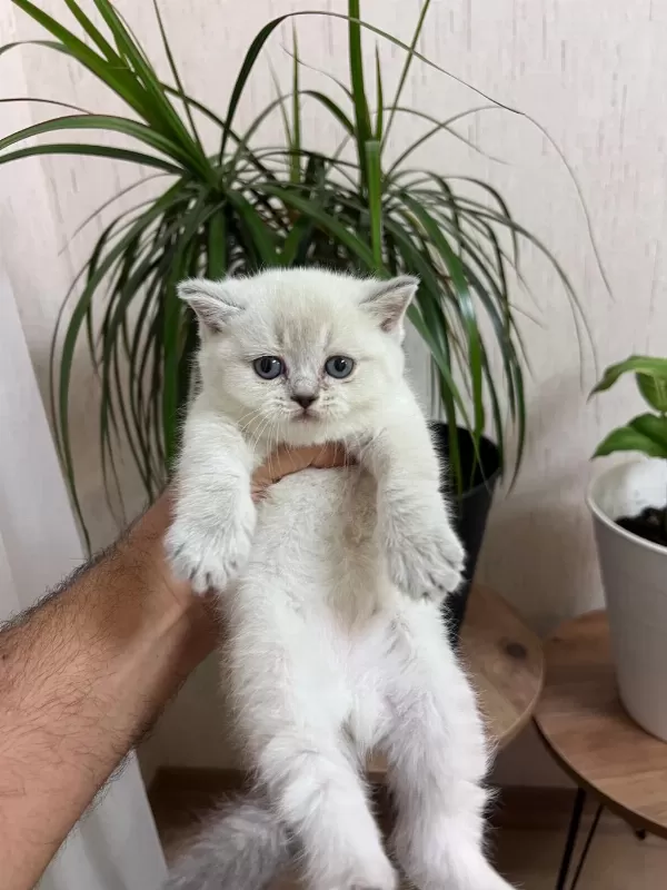 Teslime Hazir Silver Point British Shorthair Yavrum
