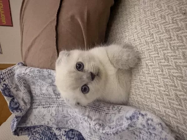 1.5 Aylık Yavru British Ve Scottish Fold Yavrular