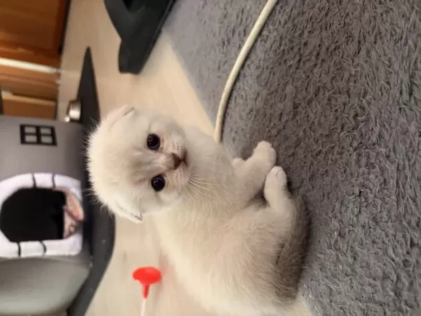1.5 Aylık Yavru British Ve Scottish Fold Yavrular