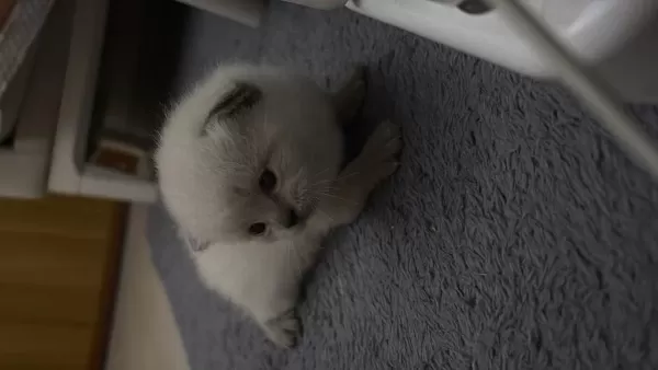 1.5 Aylık Yavru British Ve Scottish Fold Yavrular