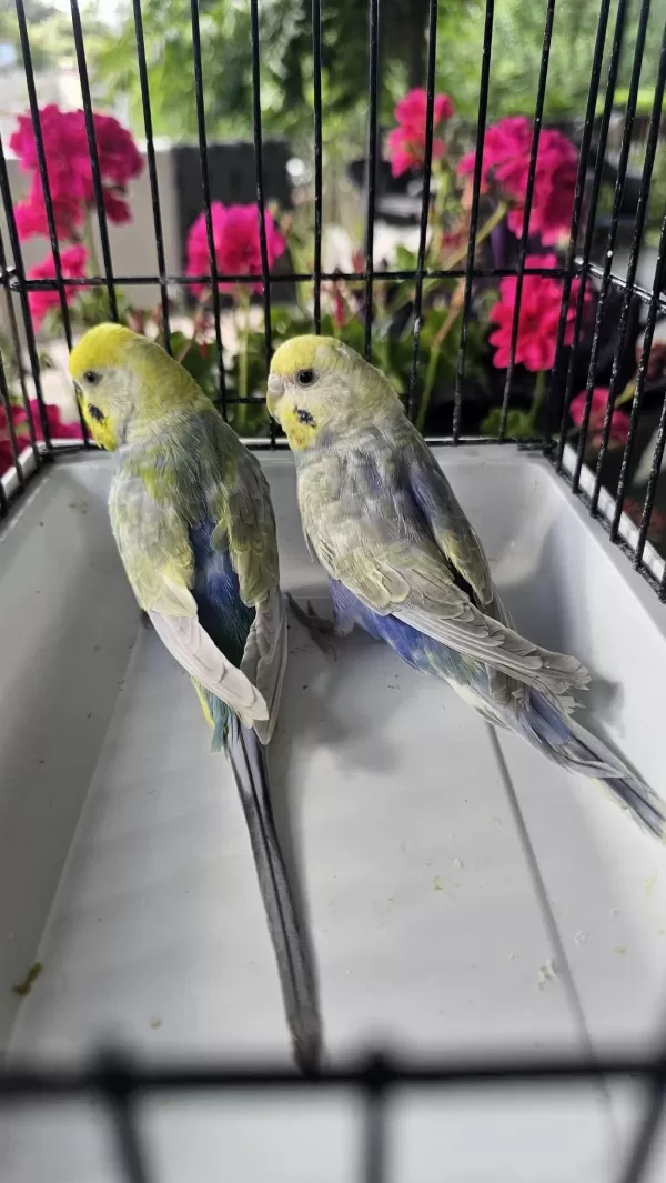 Rengarenk Üst Vasif Rainbow Muhabbet Takimlar
