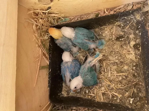Cennet Papağani Yavru El Besleme