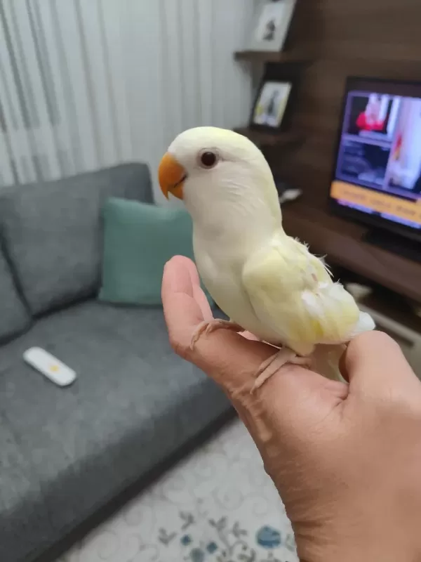 Kremino Yavru Sevda Papağanları